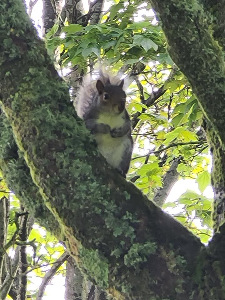 Squirrel in tree